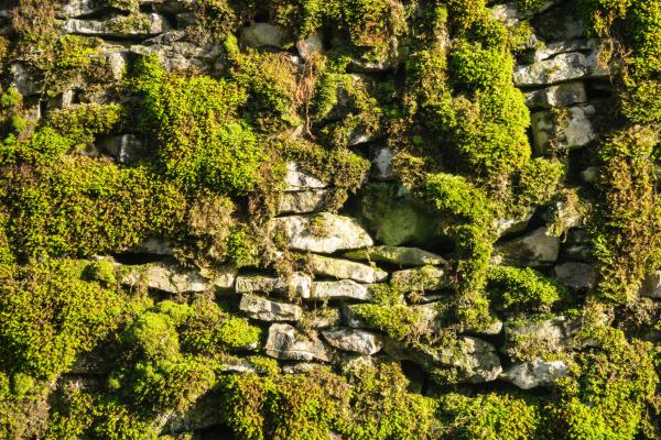 Stone_wall_with_moss