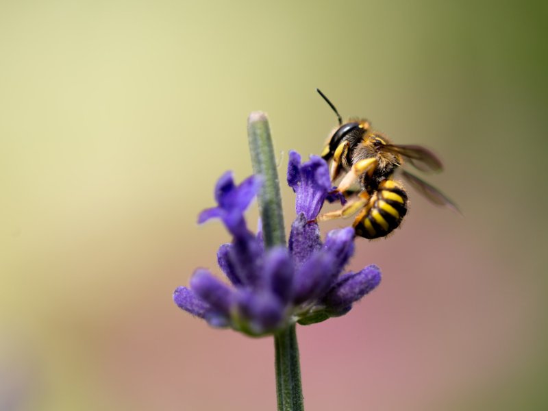 Bee_on_purple_flower
